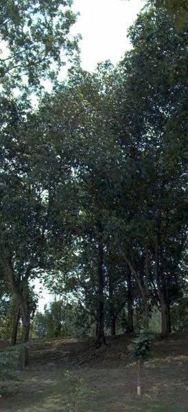 tree photo