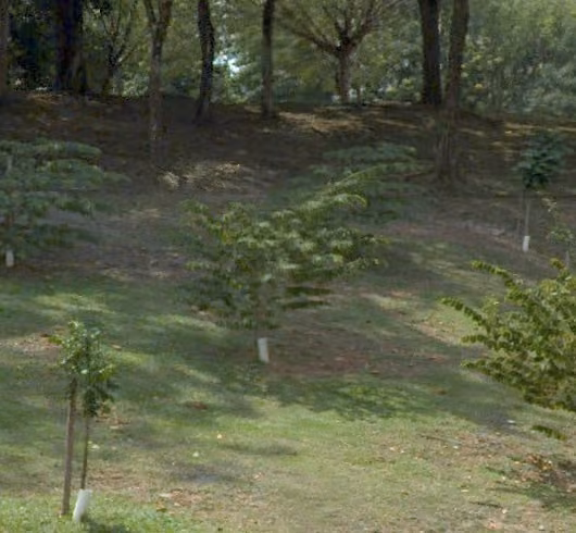 tree photo
