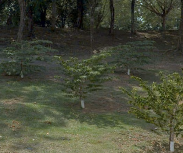 tree photo