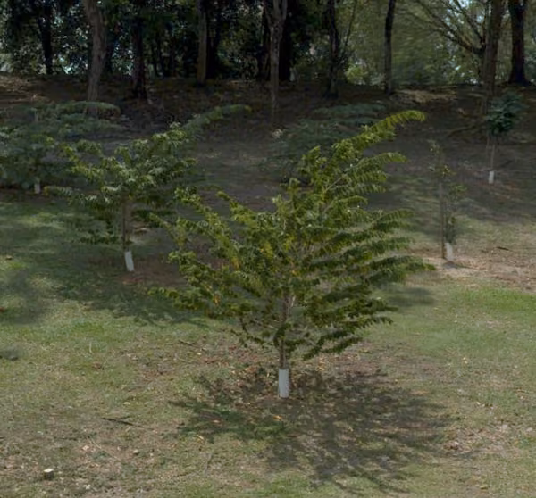 tree photo
