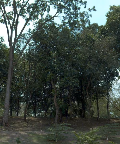 tree photo