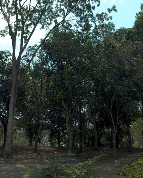 tree photo