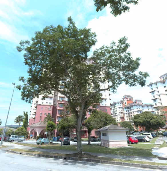 tree photo