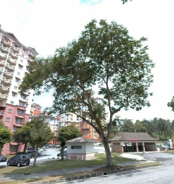 tree photo