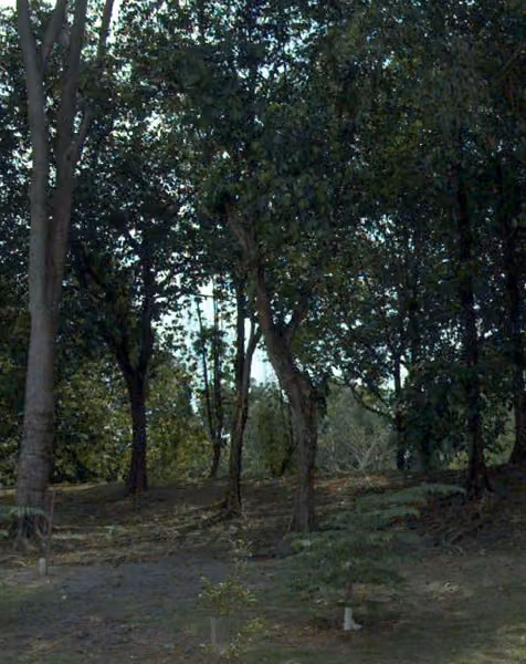 tree photo