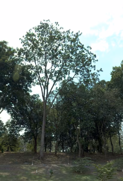 tree photo