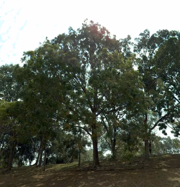 tree photo
