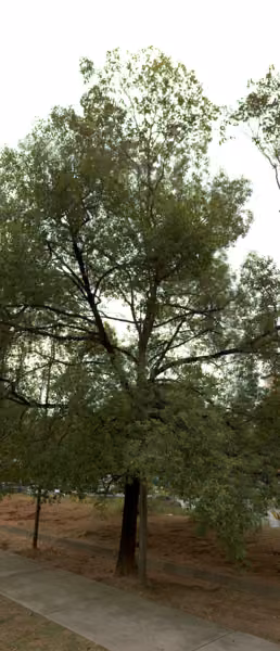 tree photo