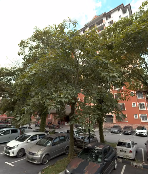 tree photo