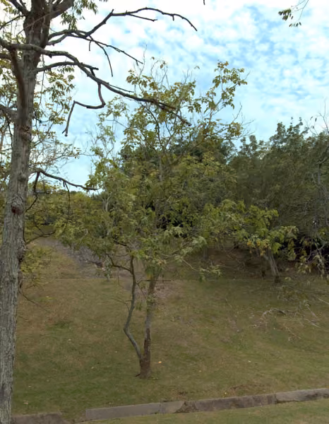 tree photo