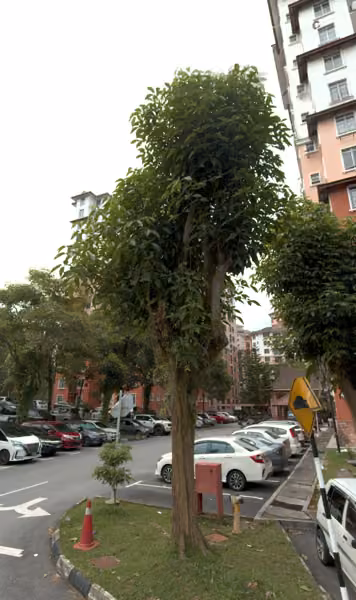 tree photo