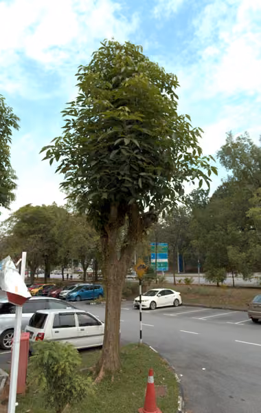 tree photo