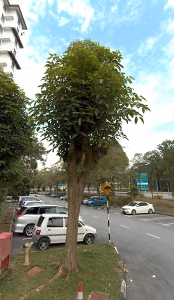 tree photo