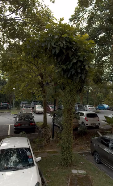 tree photo
