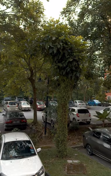 tree photo