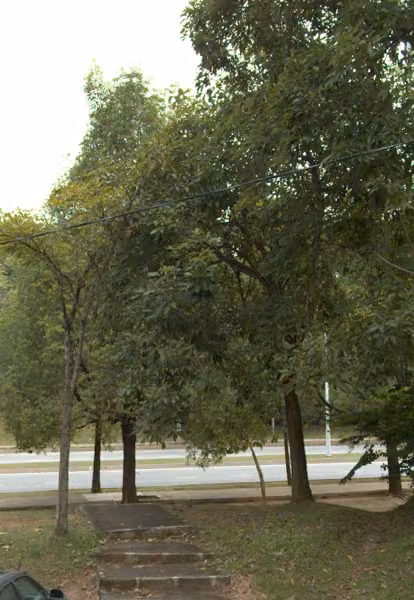 tree photo