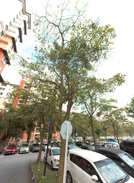 tree photo