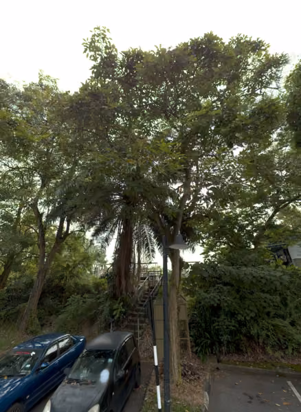 tree photo