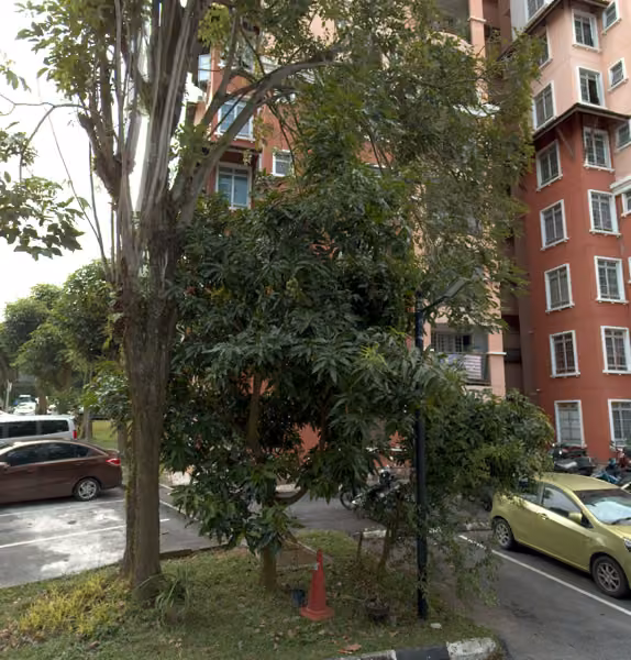 tree photo