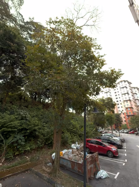 tree photo