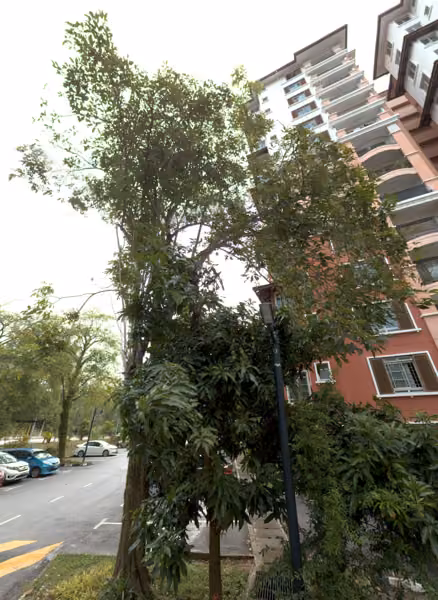 tree photo