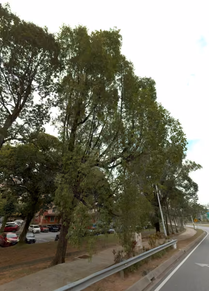tree photo