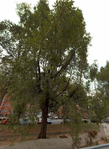 tree photo