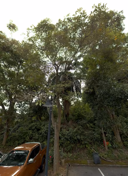 tree photo
