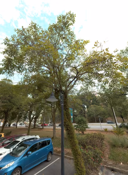 tree photo