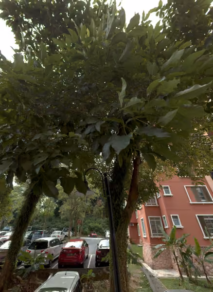 tree photo