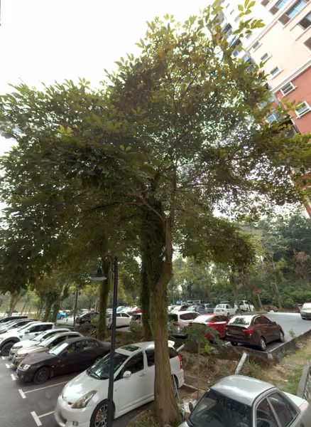 tree photo