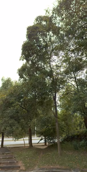 tree photo