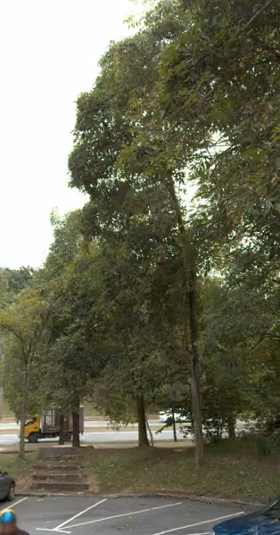 tree photo