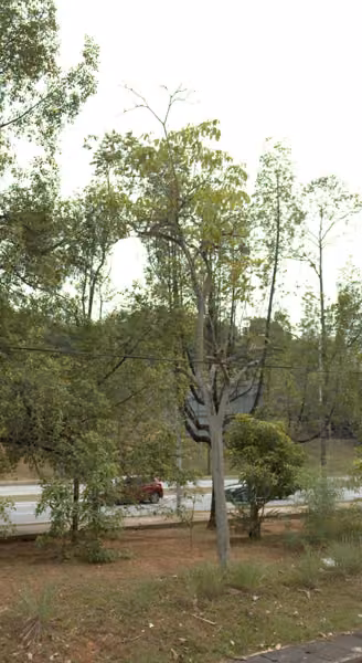 tree photo