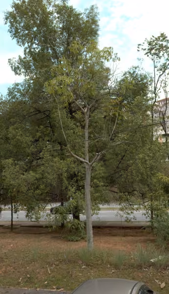 tree photo