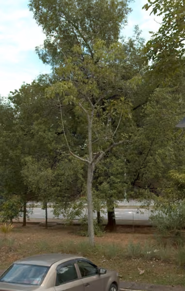 tree photo