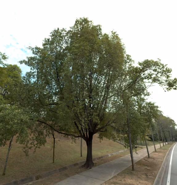 tree photo