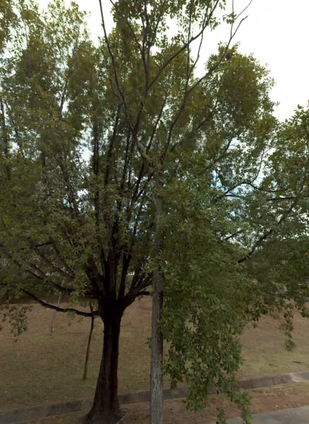 tree photo