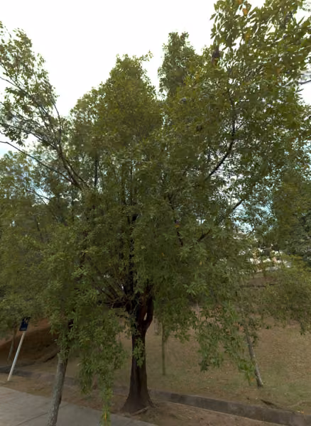 tree photo