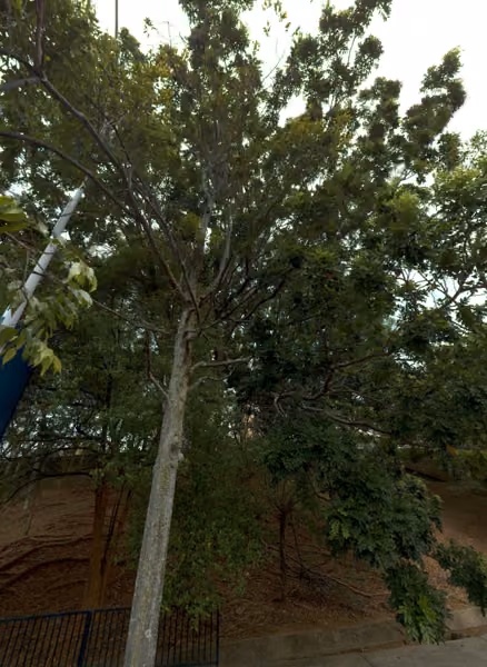 tree photo