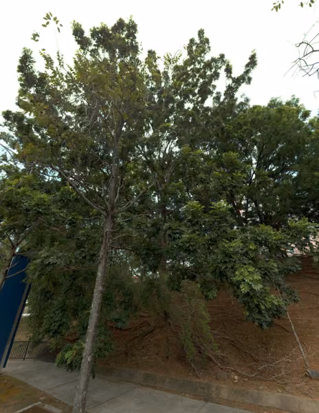 tree photo