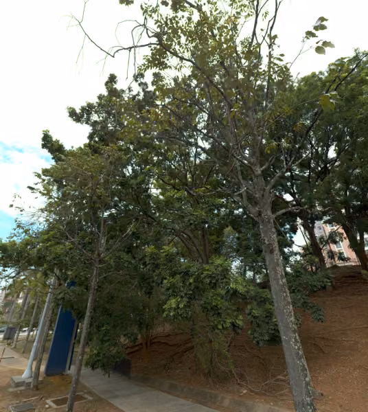 tree photo