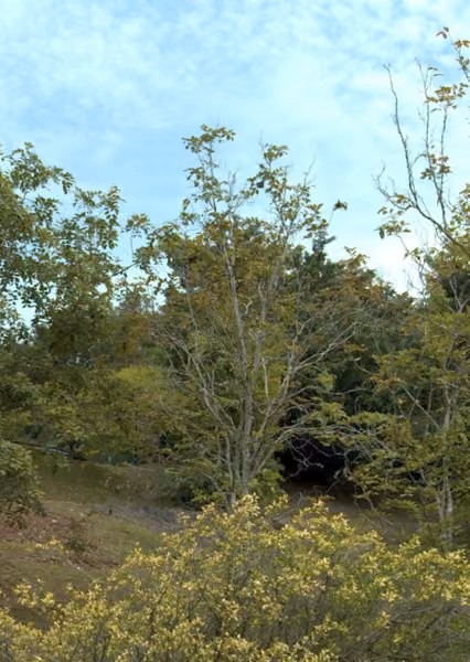 tree photo