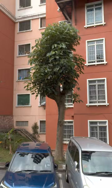 tree photo