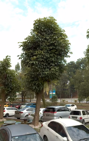 tree photo