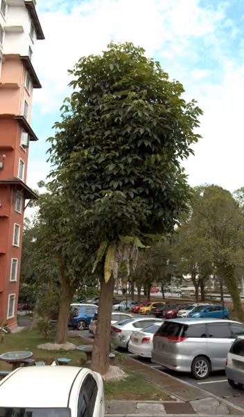 tree photo