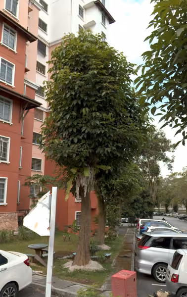 tree photo