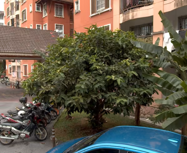 tree photo