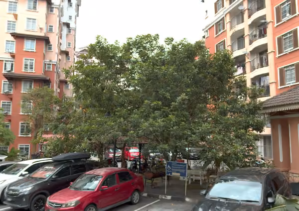 tree photo