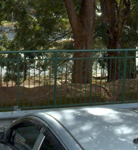 tree photo